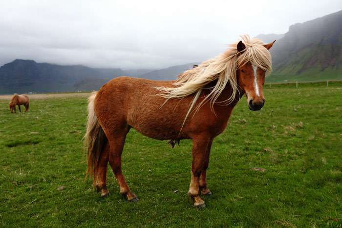 скандинавская лошадь